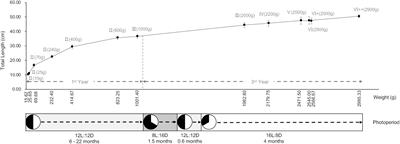 A Deep Insight of Spermatogenesis and Hormone Levels of Aqua-Cultured Turbot (Scophthalmus maximus)